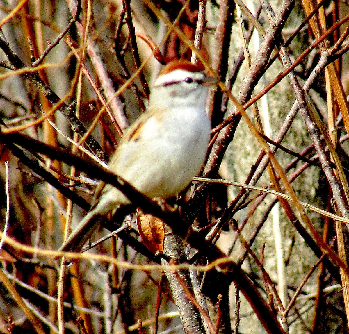 Chipping Sparrow - ML149819091