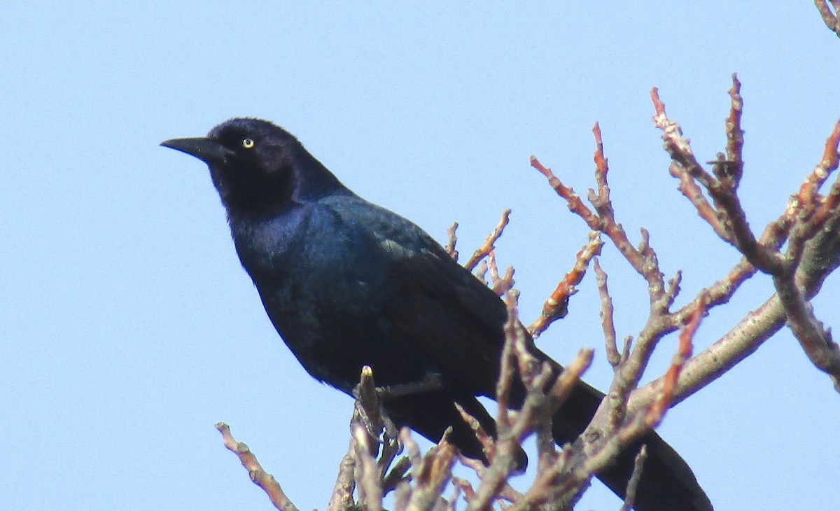 Boat-tailed Grackle - ML149819161
