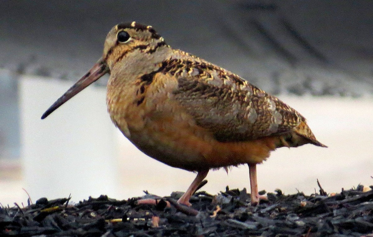 American Woodcock - shelley seidman