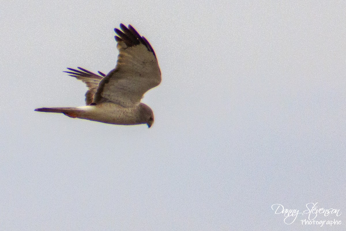 Northern Harrier - ML149820151