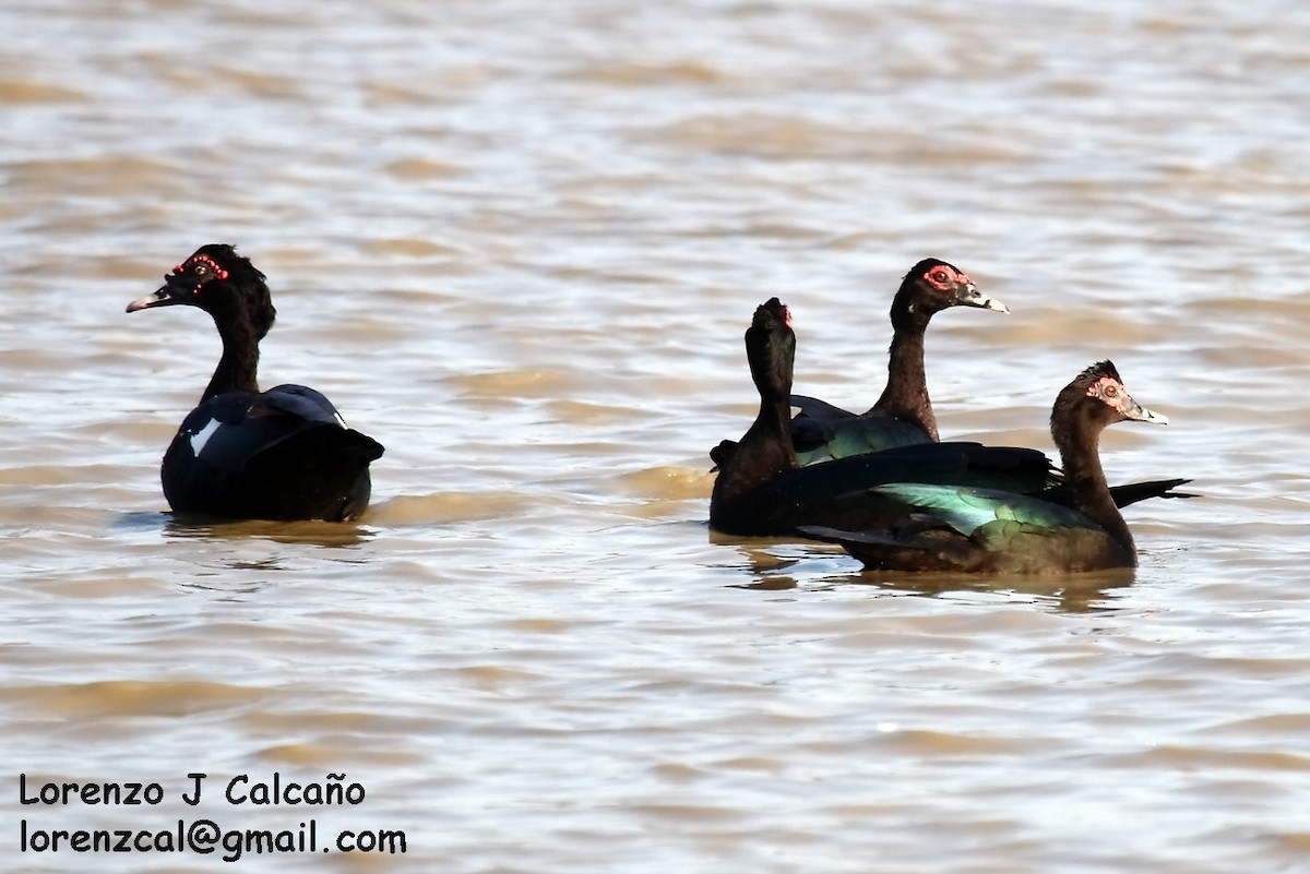 Muscovy Duck - ML149820931