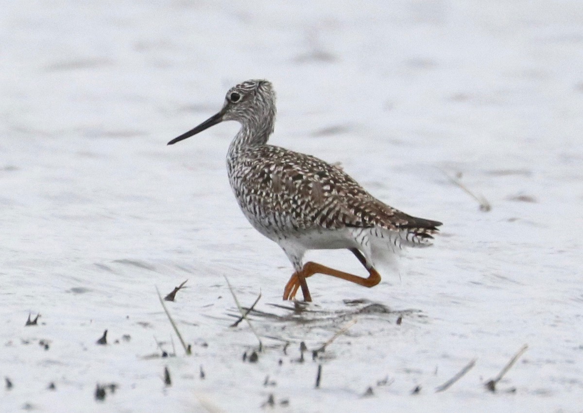 Greater Yellowlegs - Karl Overman