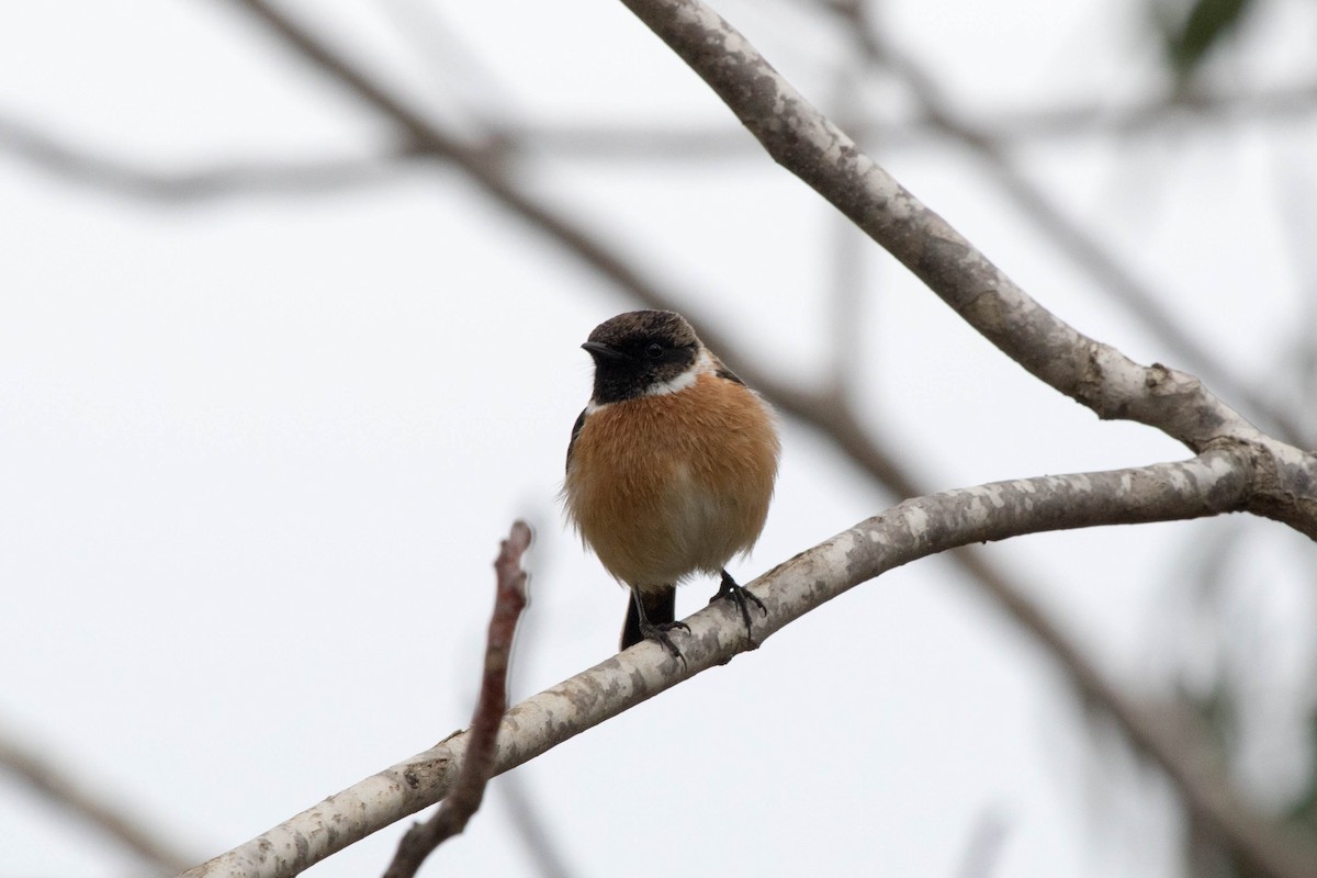 European Stonechat - Michael Hyman