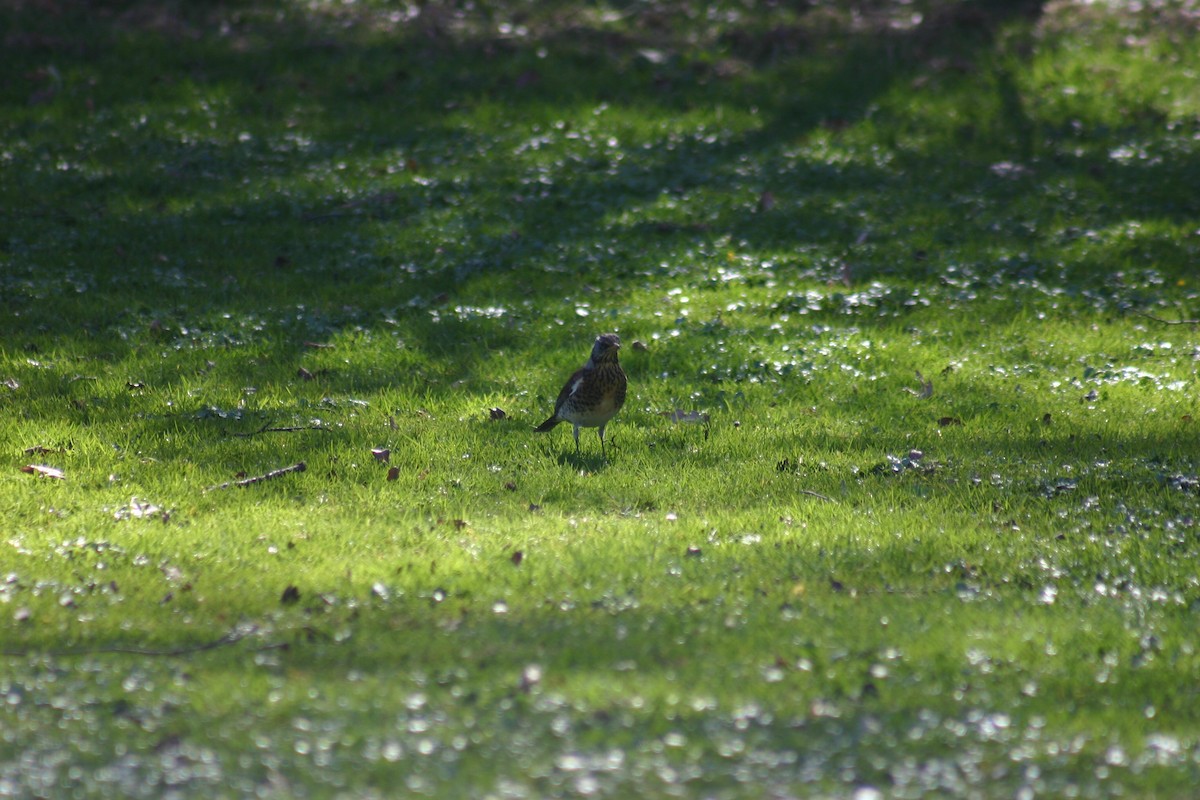 Fieldfare - ML149822121