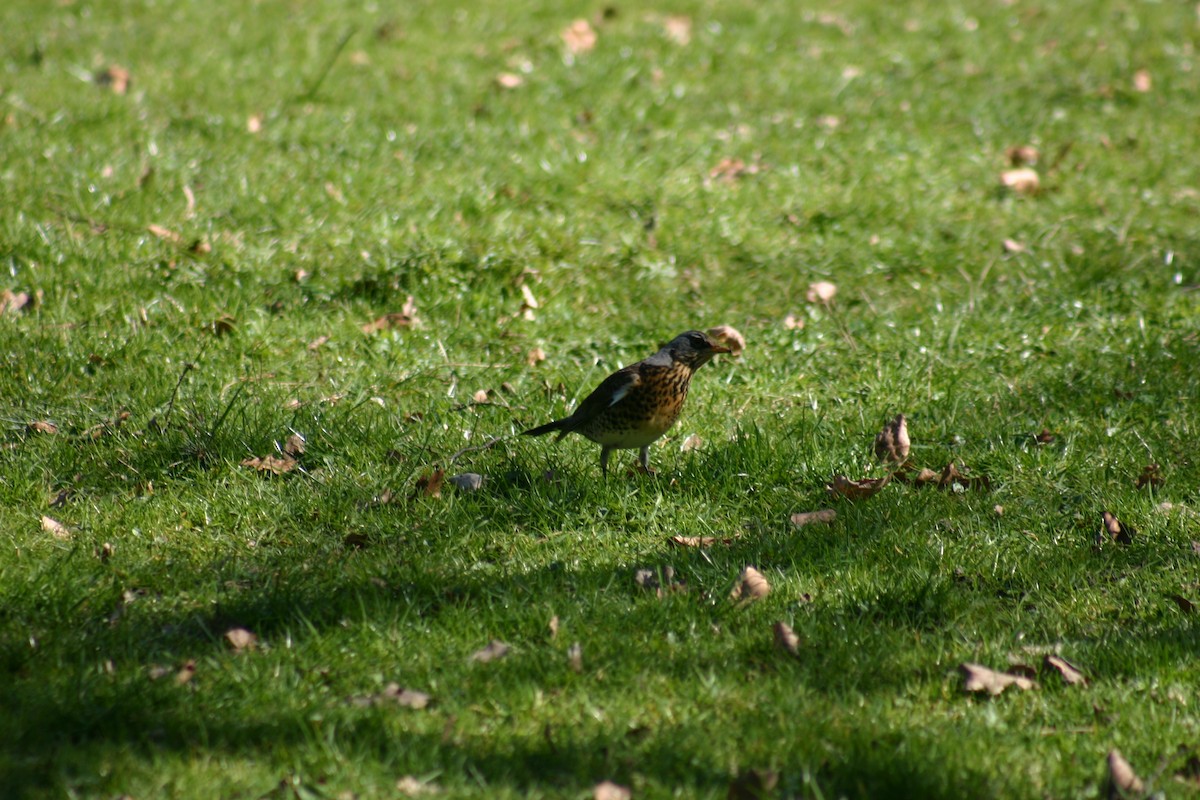 Fieldfare - Oliver Zeeberg Nielsen