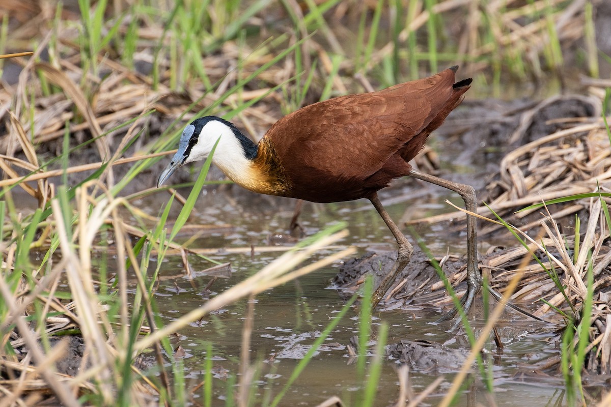 African Jacana - James Kennerley