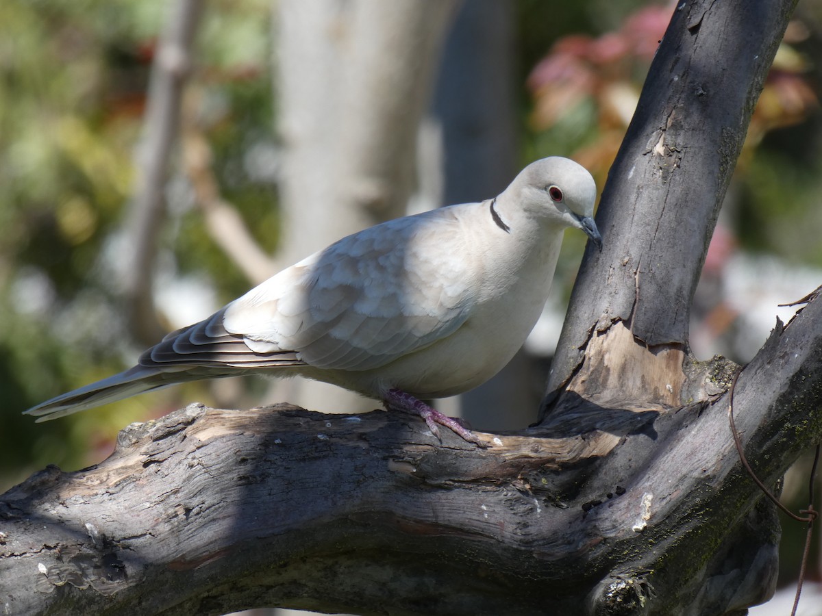 Eurasian Collared-Dove - ML149822771