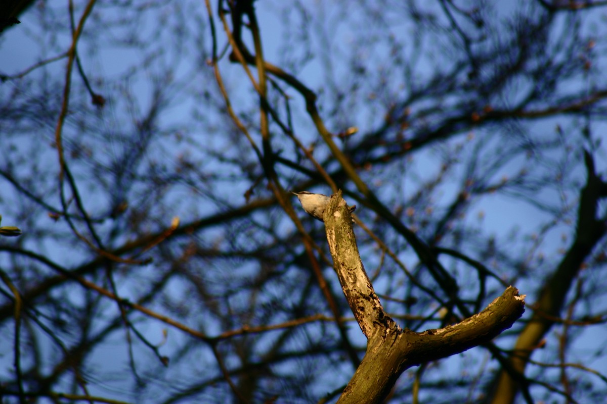 Eurasian Nuthatch - ML149822901