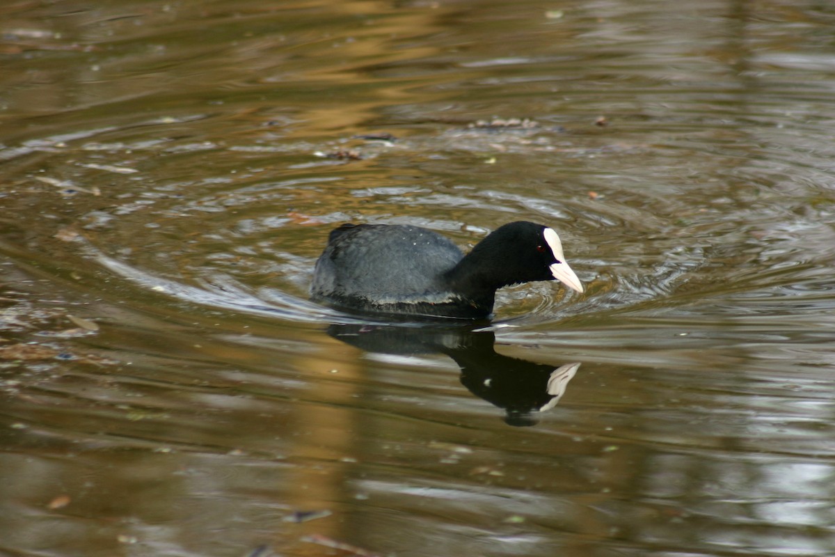 Eurasian Coot - ML149824361