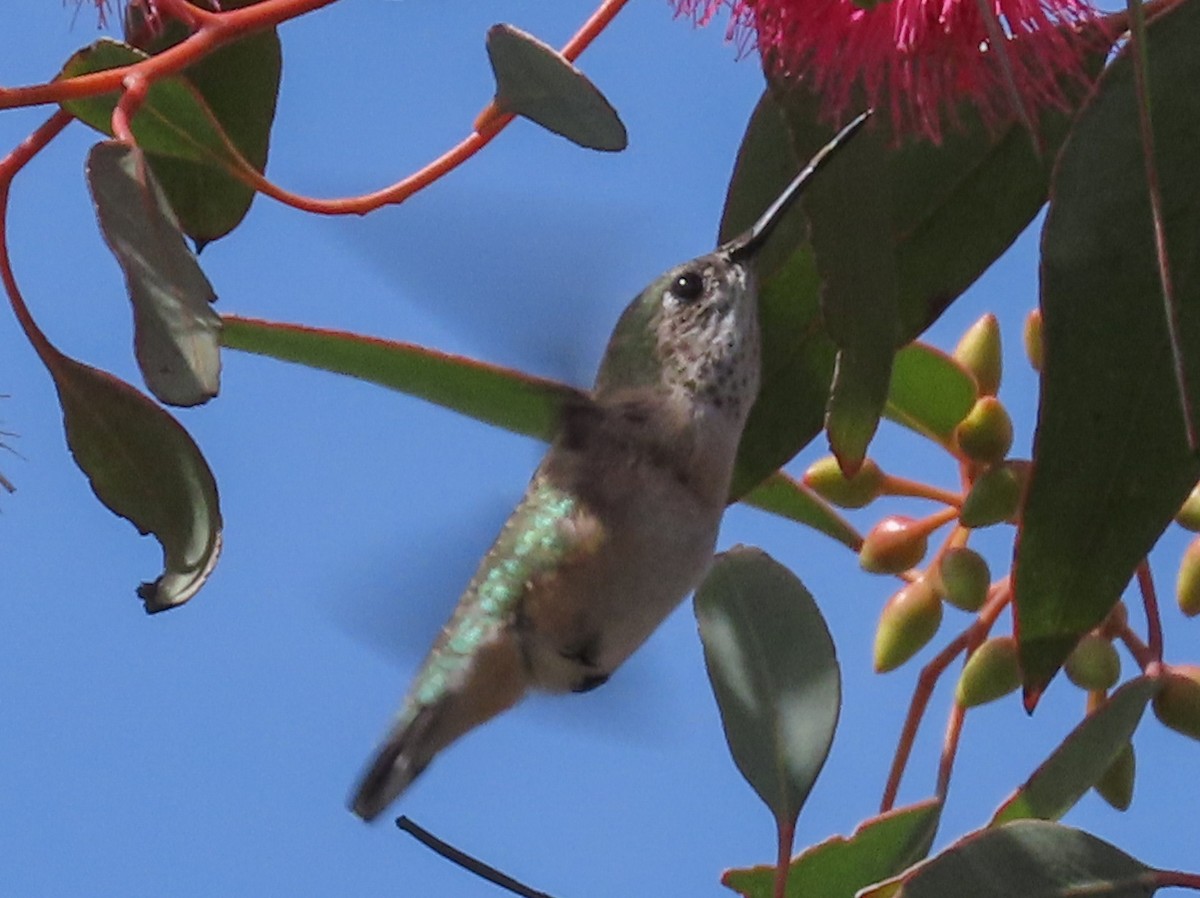 Calliope Hummingbird - Barry Langdon-Lassagne