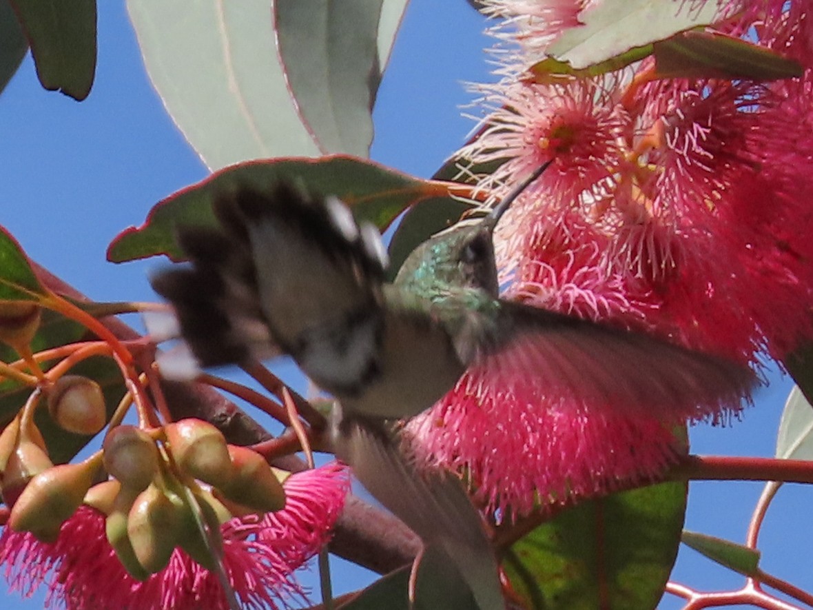 Calliope Hummingbird - Barry Langdon-Lassagne
