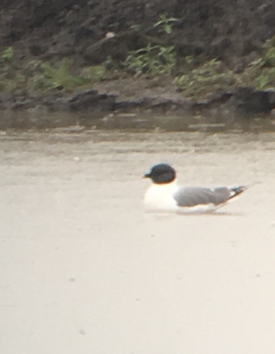 Mouette de Sabine - ML149826731