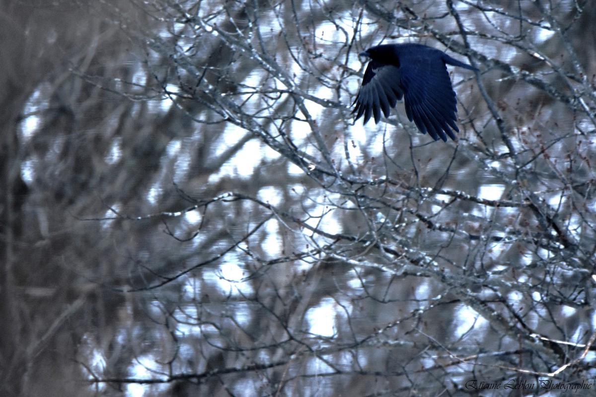 American Crow - ML149827161