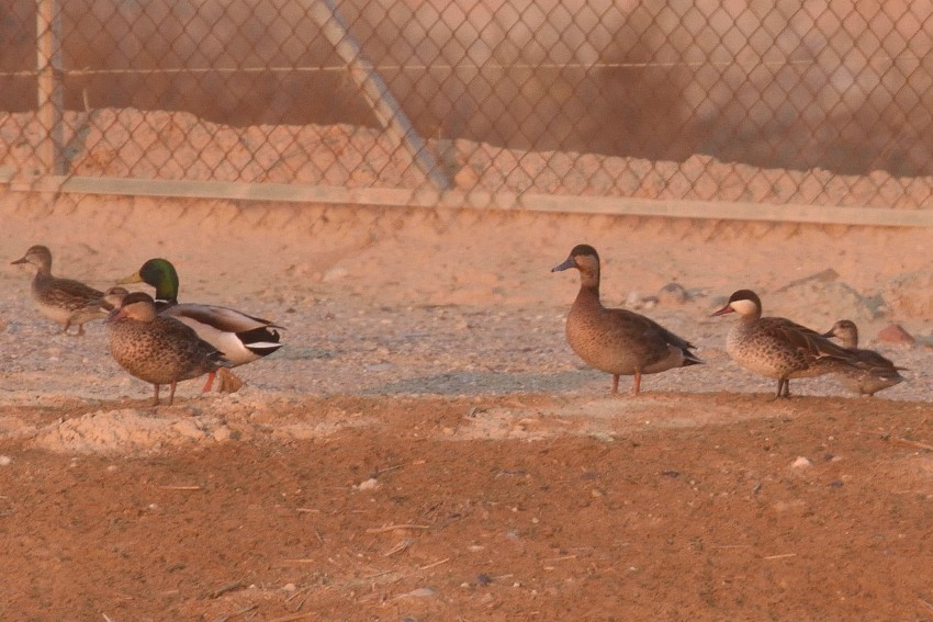 Red-billed Duck - ML149828851