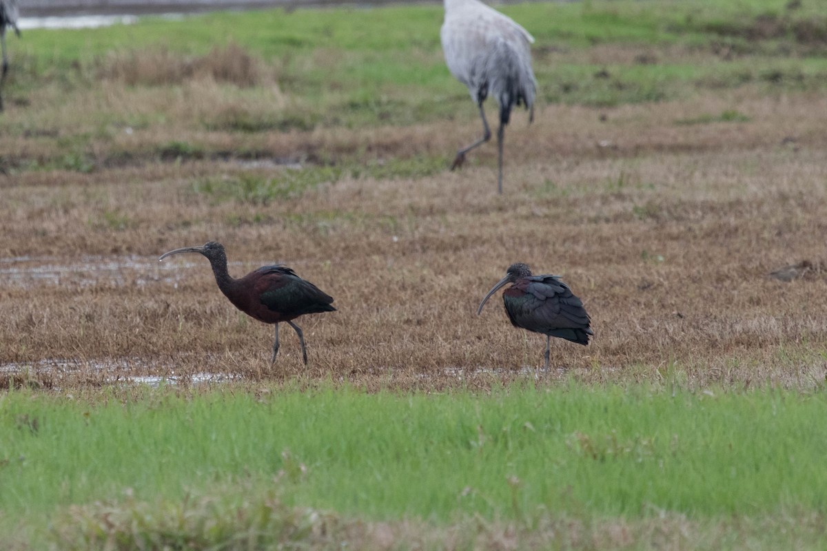 ibis hnědý - ML149829651
