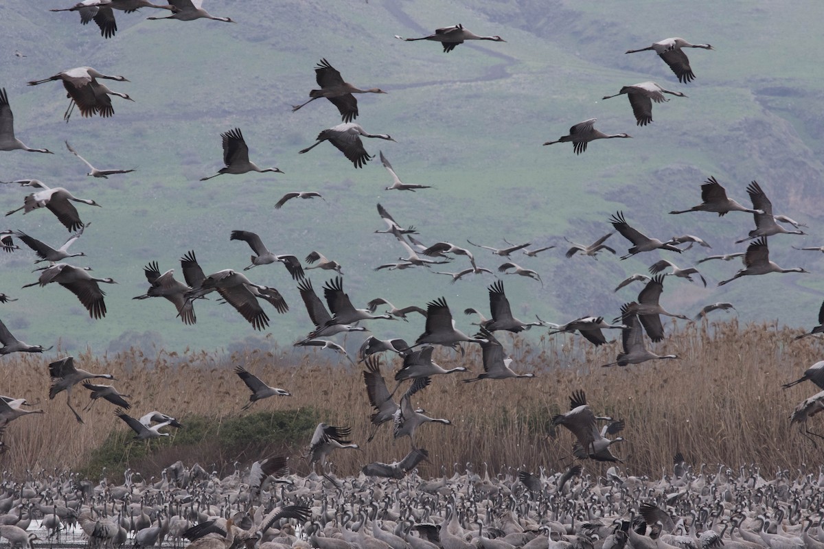 Common Crane - ML149830071