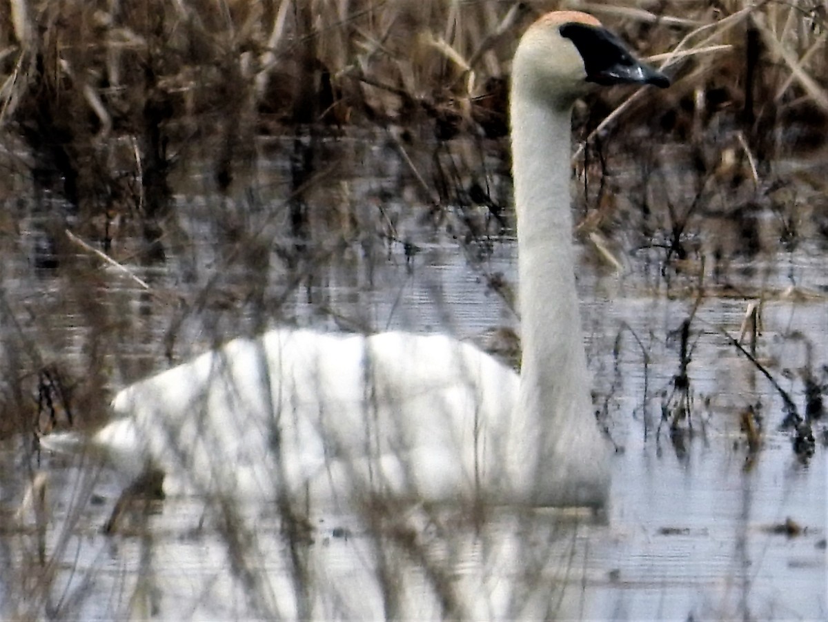 Trumpeter Swan - ML149830101