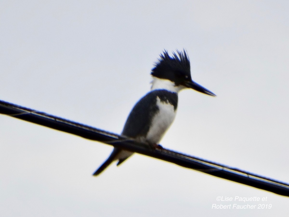Belted Kingfisher - ML149833111