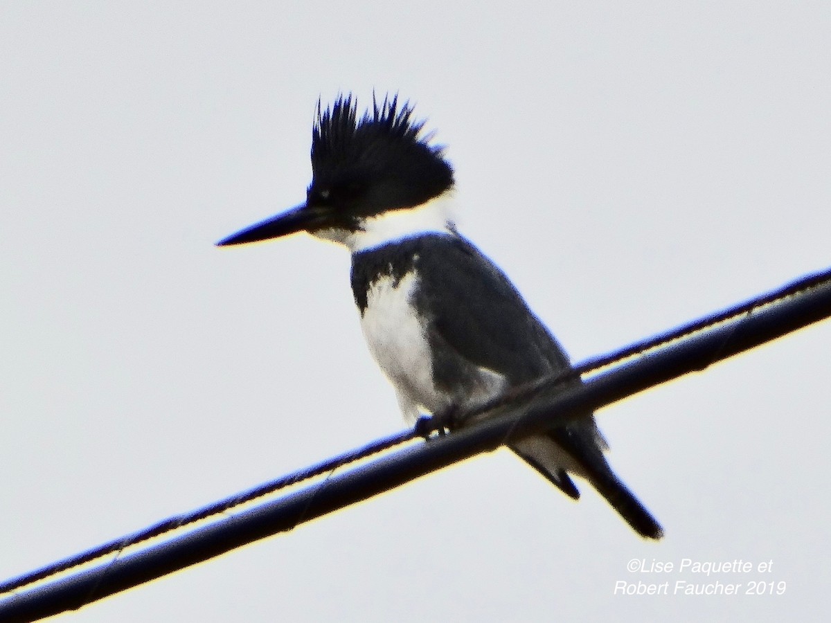Belted Kingfisher - ML149833151