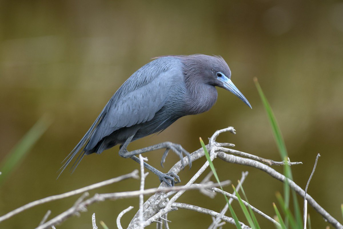 Little Blue Heron - Mike Charest