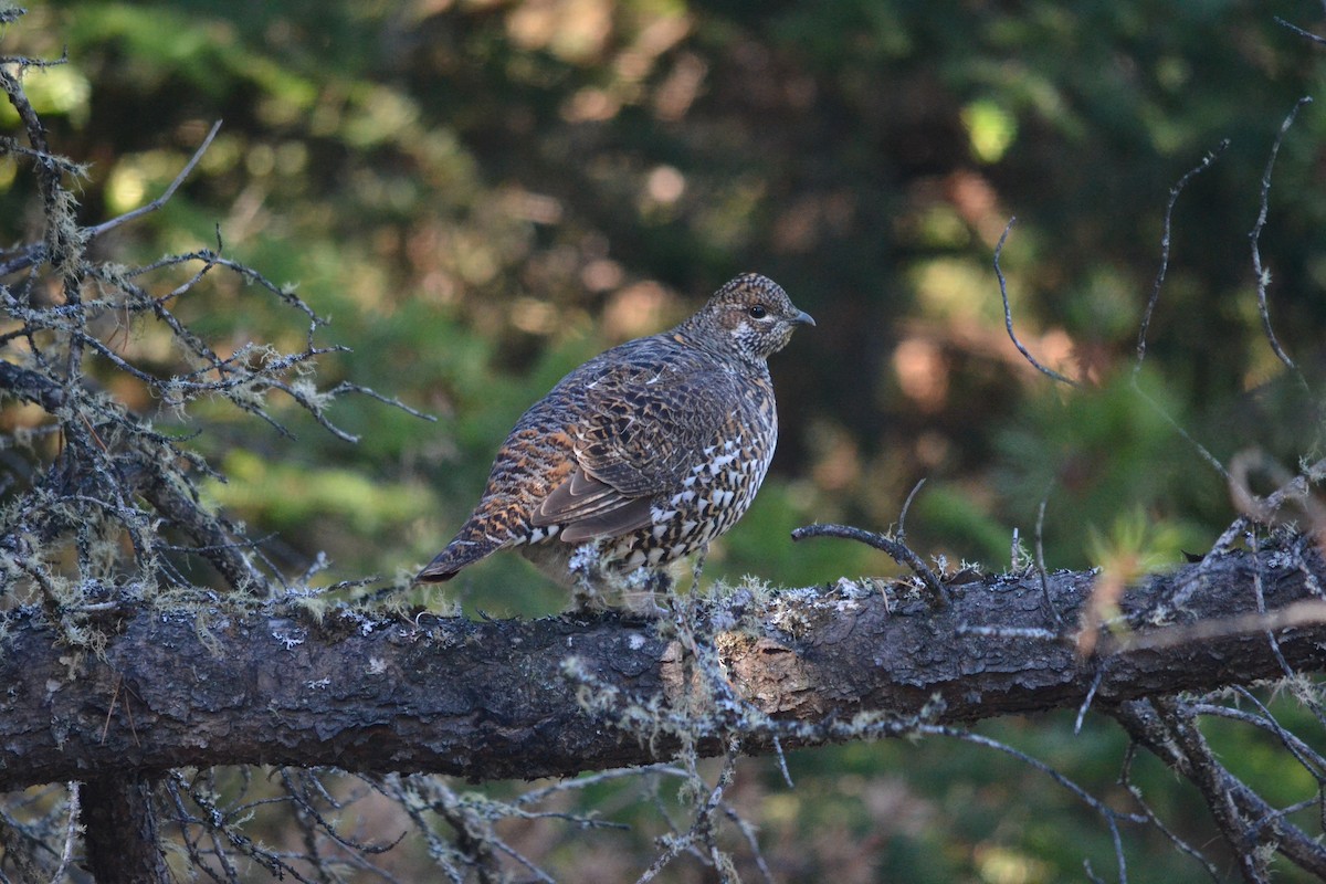 Spruce Grouse - ML149835041