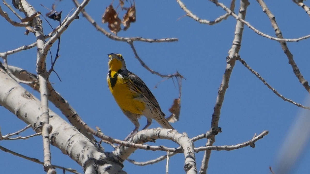 Western Meadowlark - ML149835401