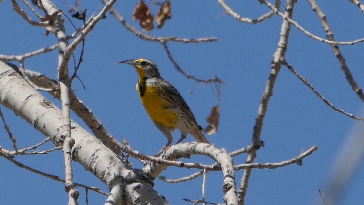 Western Meadowlark - ML149835411