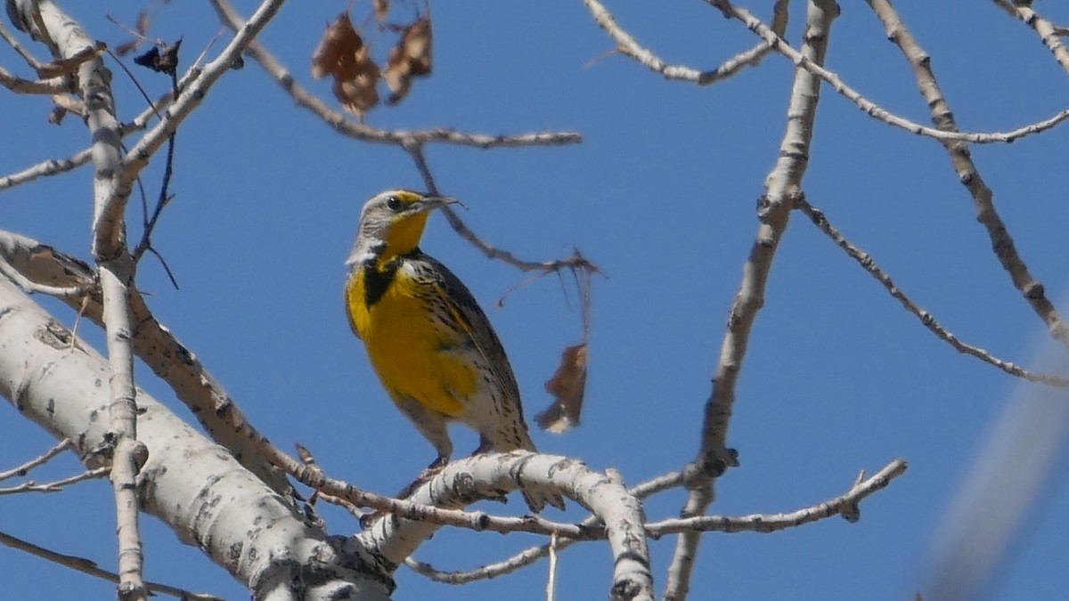 Western Meadowlark - ML149835421
