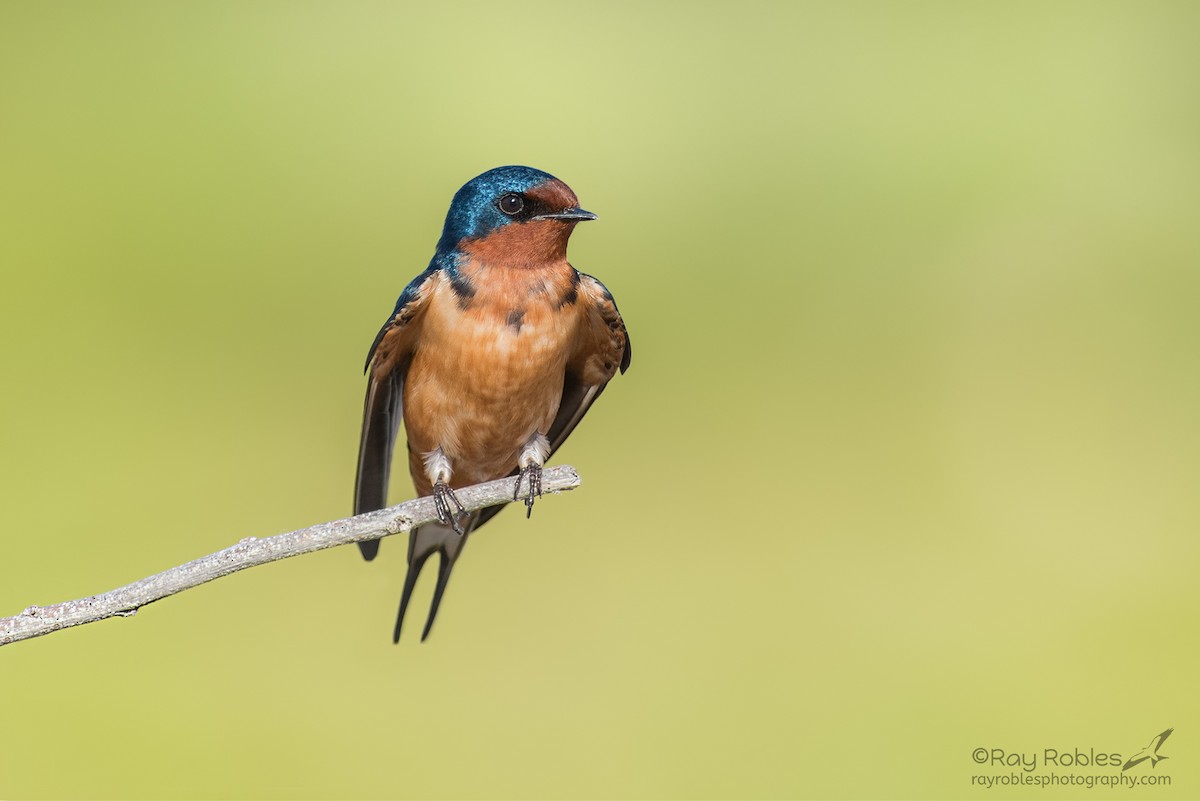 Golondrina Común - ML149836391