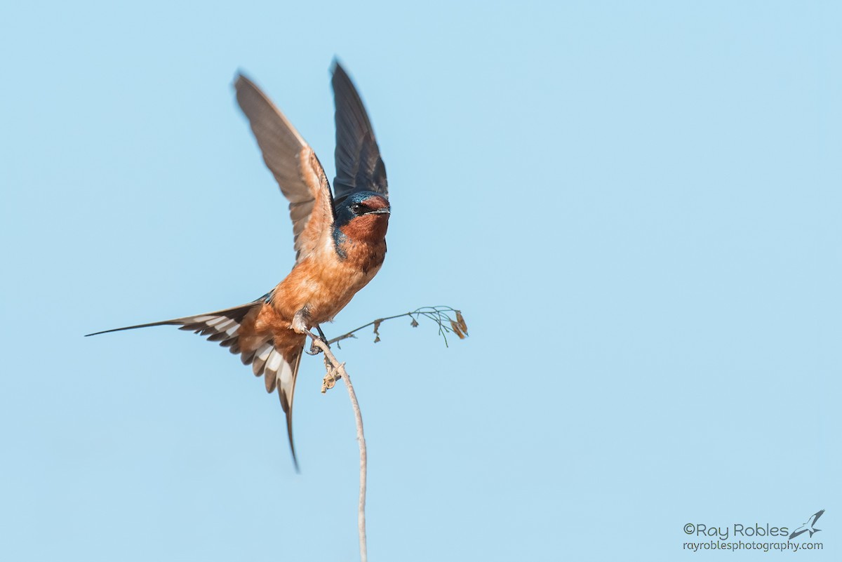 Barn Swallow - ML149836401