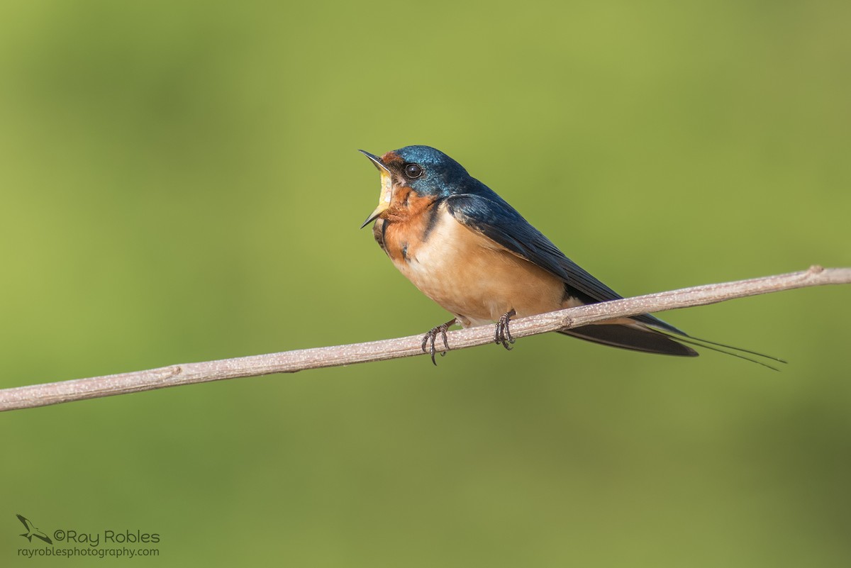 Barn Swallow - ML149836411
