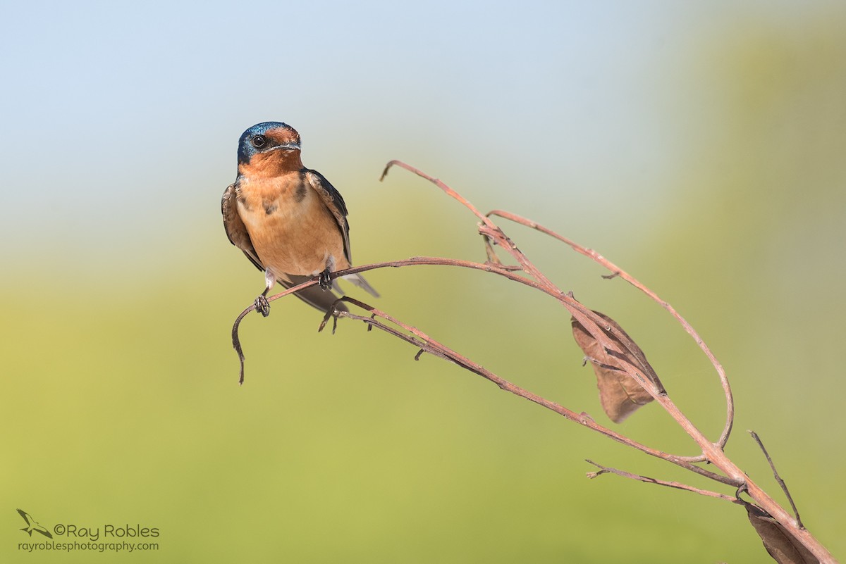 Barn Swallow - ML149836421