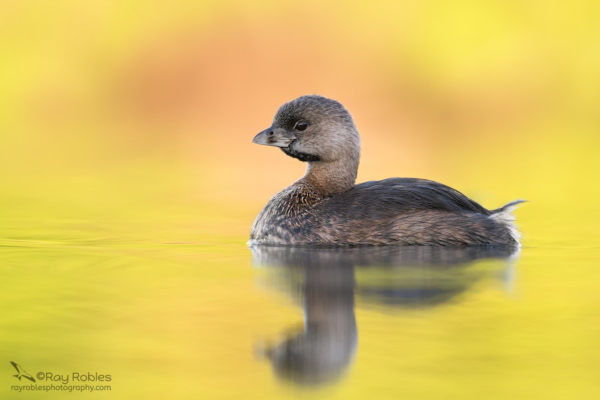 Pied-billed Grebe - ML149836691