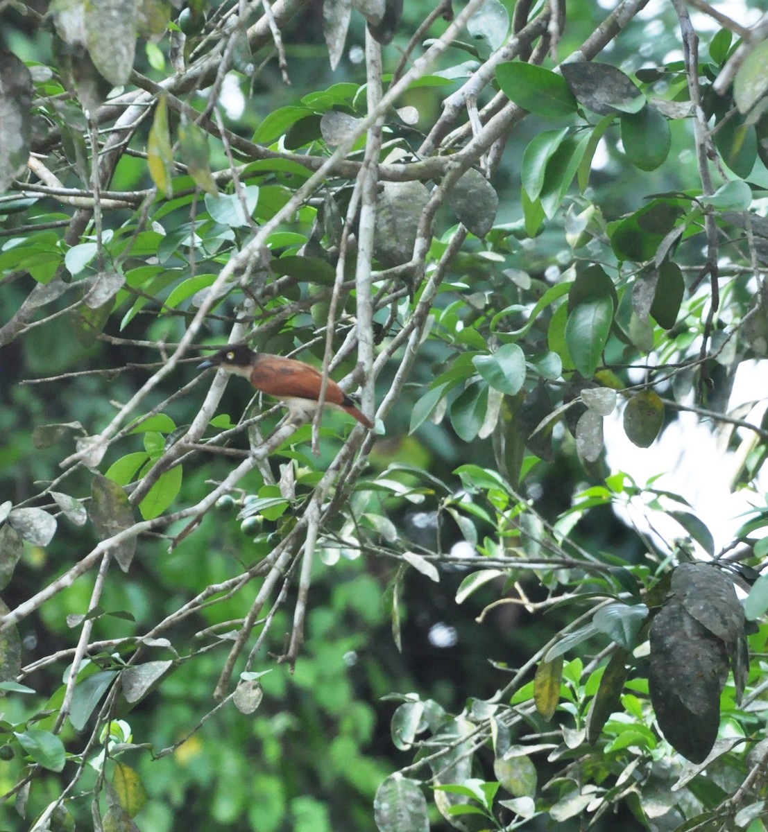 Black-and-white Shrike-flycatcher - Andres Angulo Rubiano