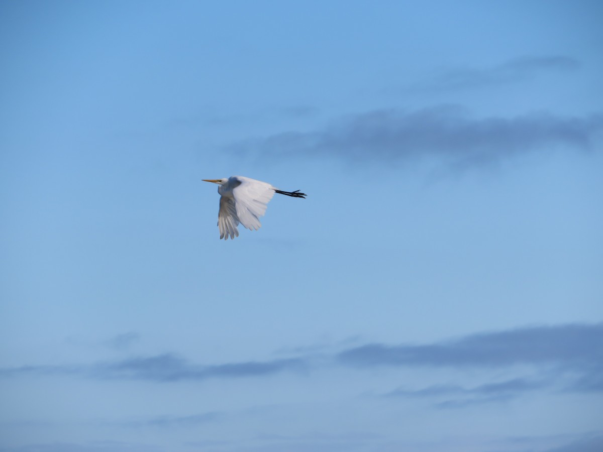 Great Egret - ML149837891
