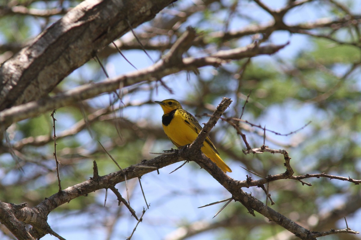 Pipit doré - ML149838521