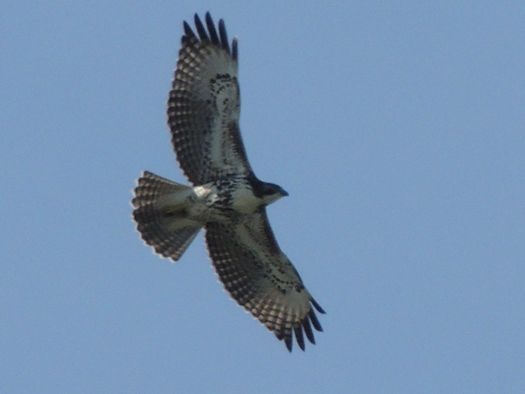 Rufous-tailed Hawk - ML149839051