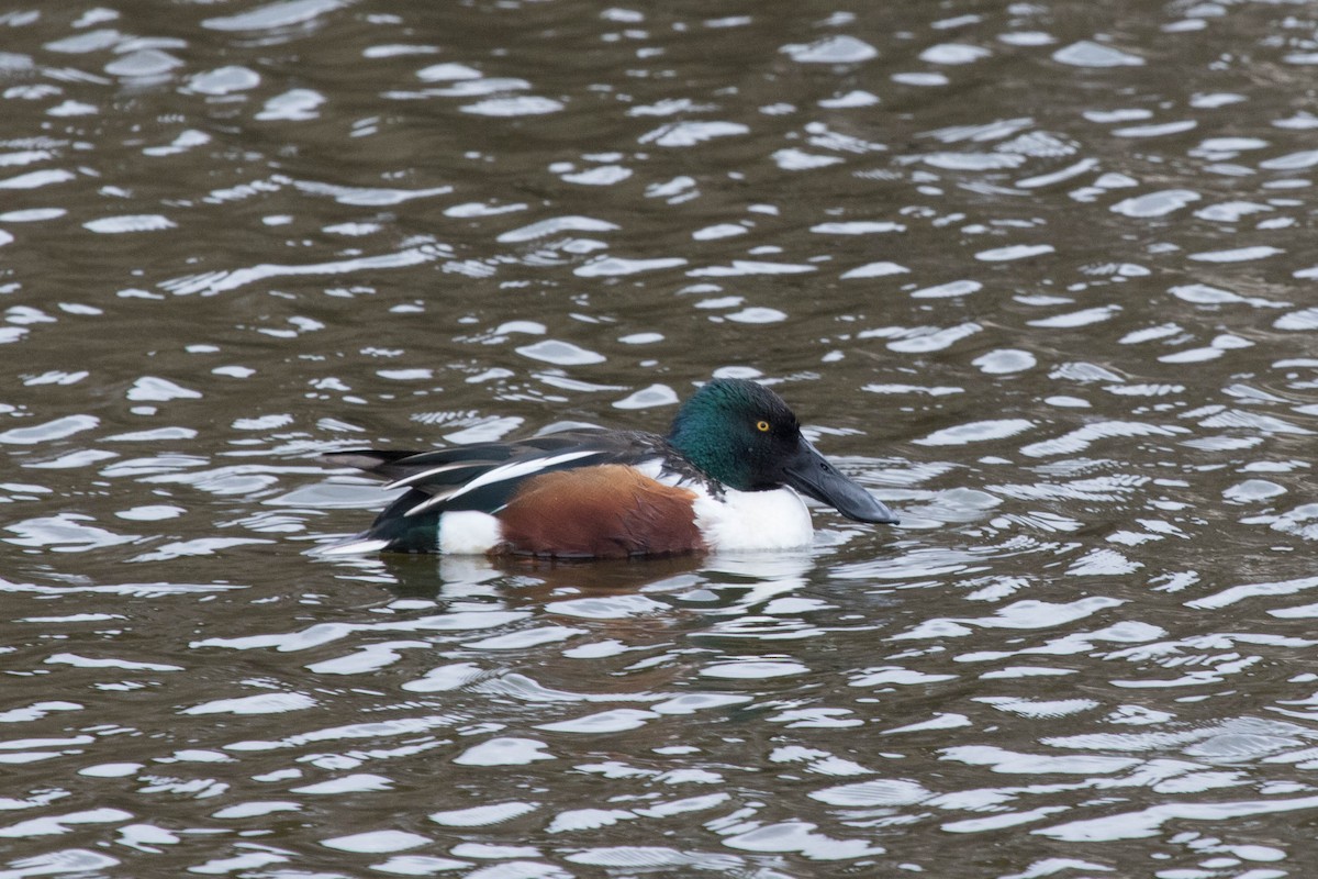 Northern Shoveler - ML149839921