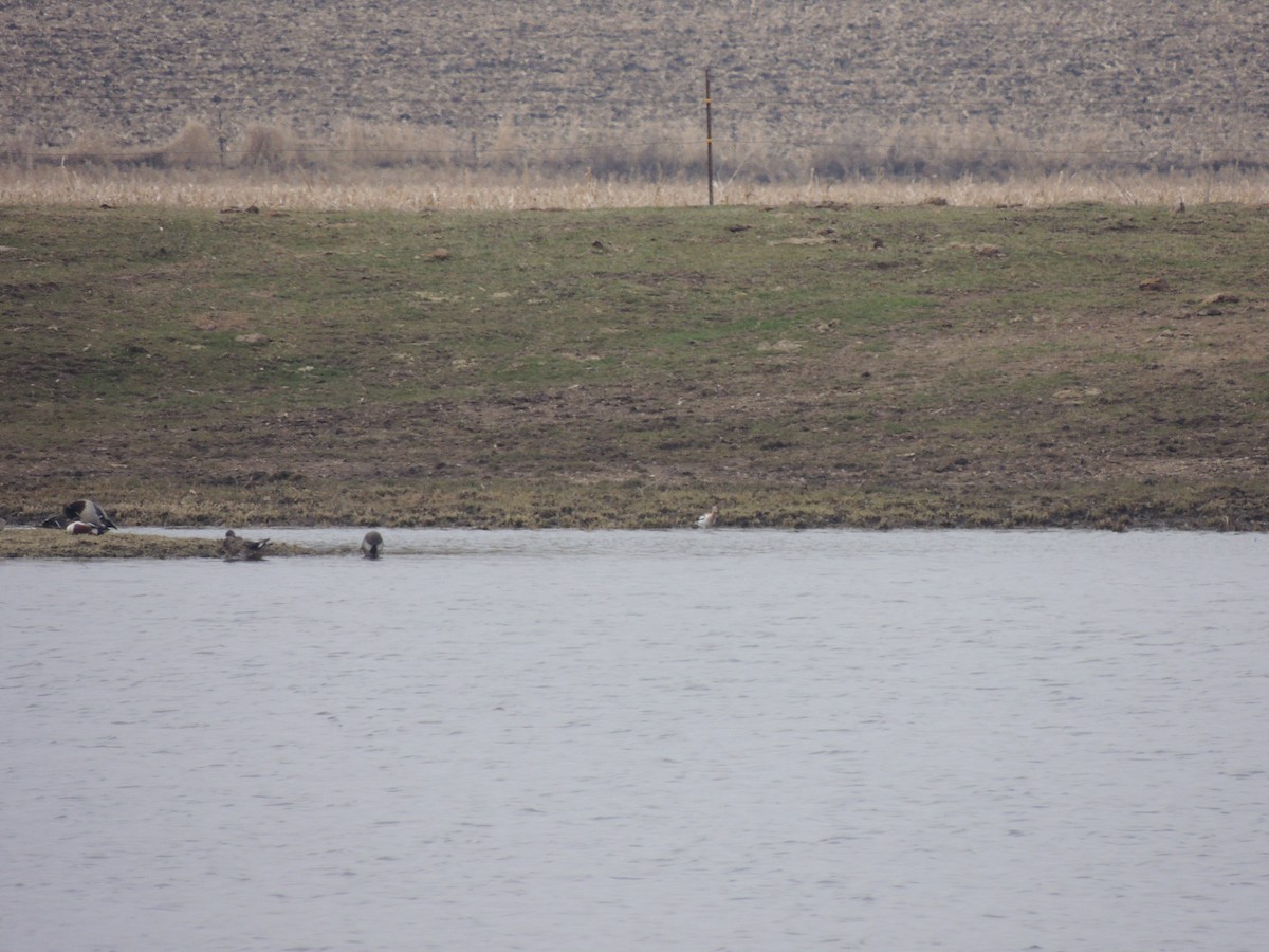 American Avocet - ML149840661