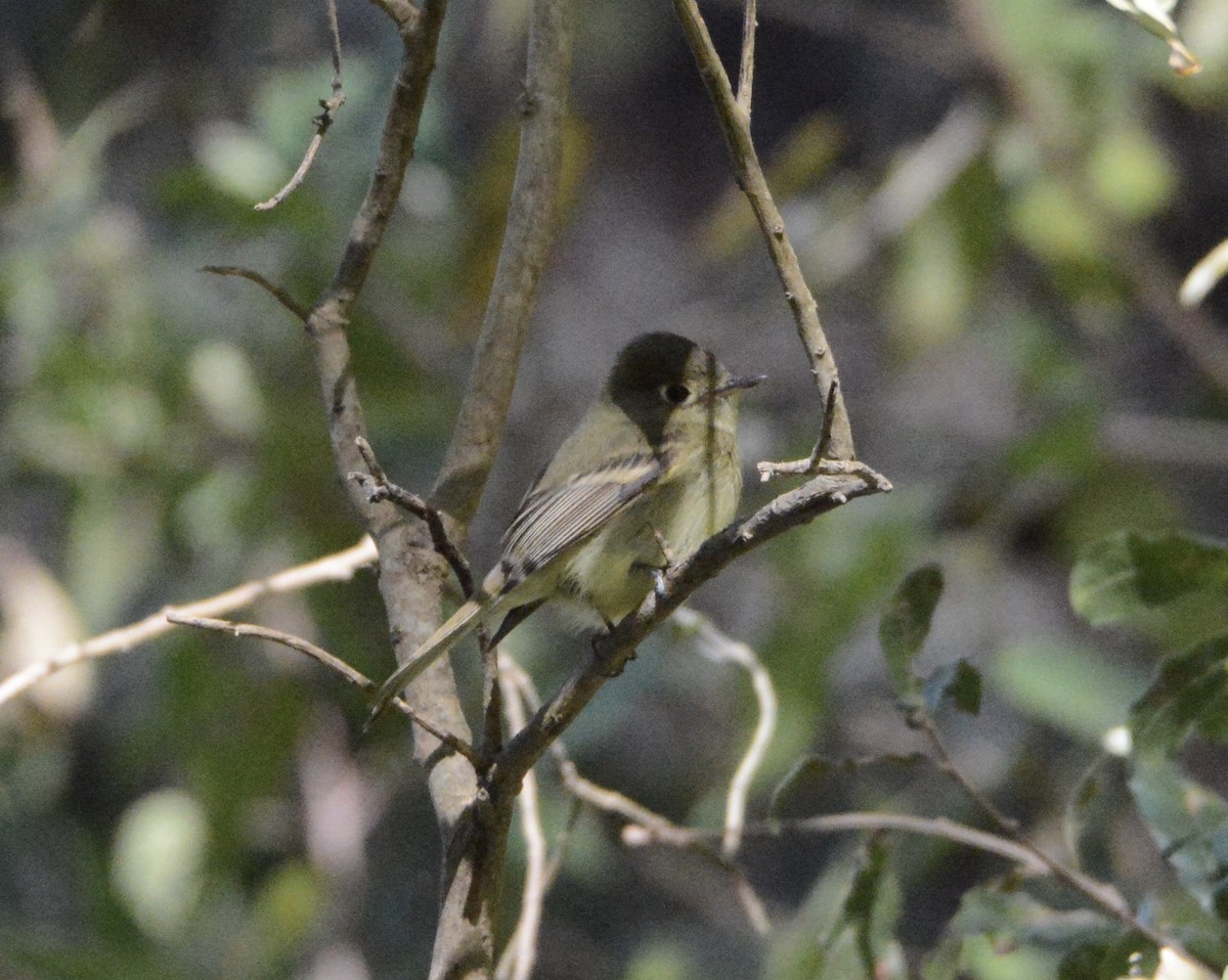 Western Flycatcher (Pacific-slope) - ML149841191