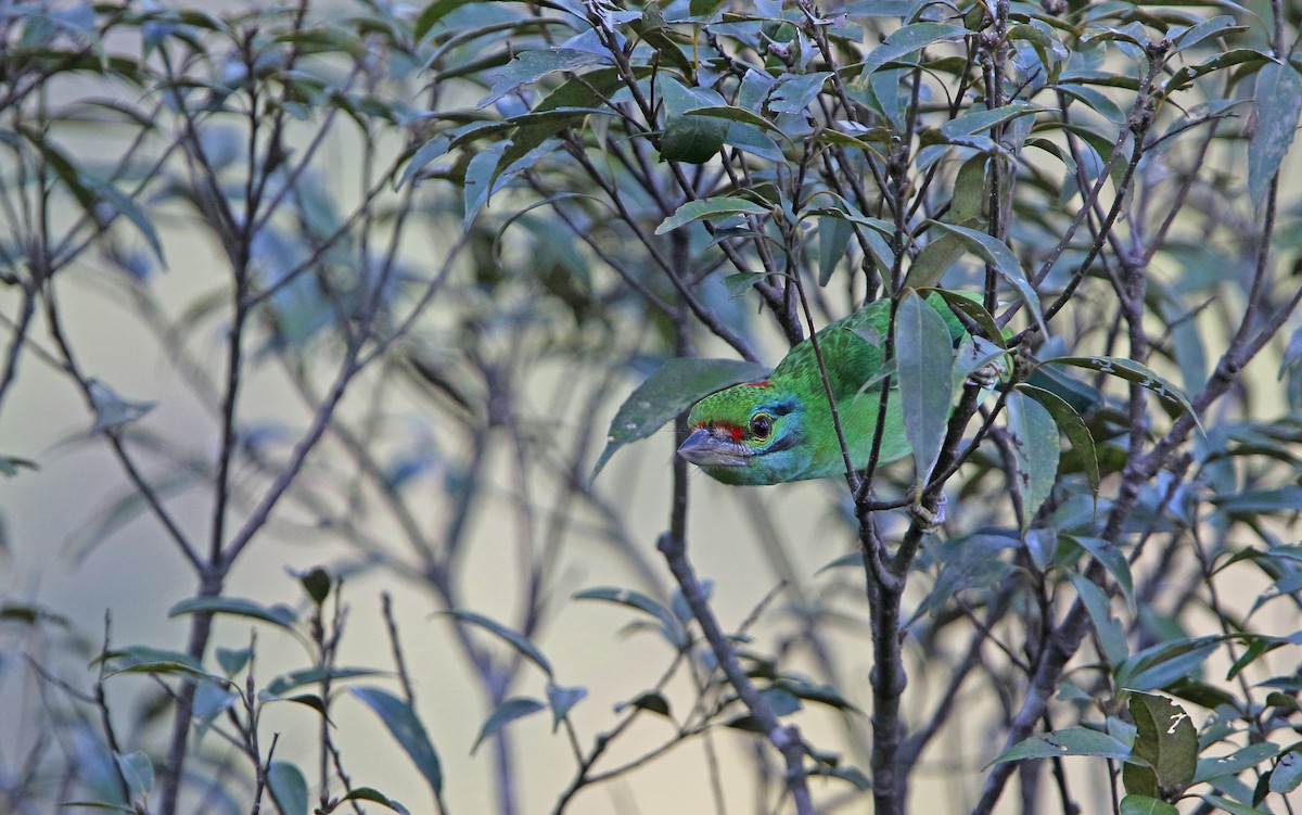 Moustached Barbet - Christoph Moning