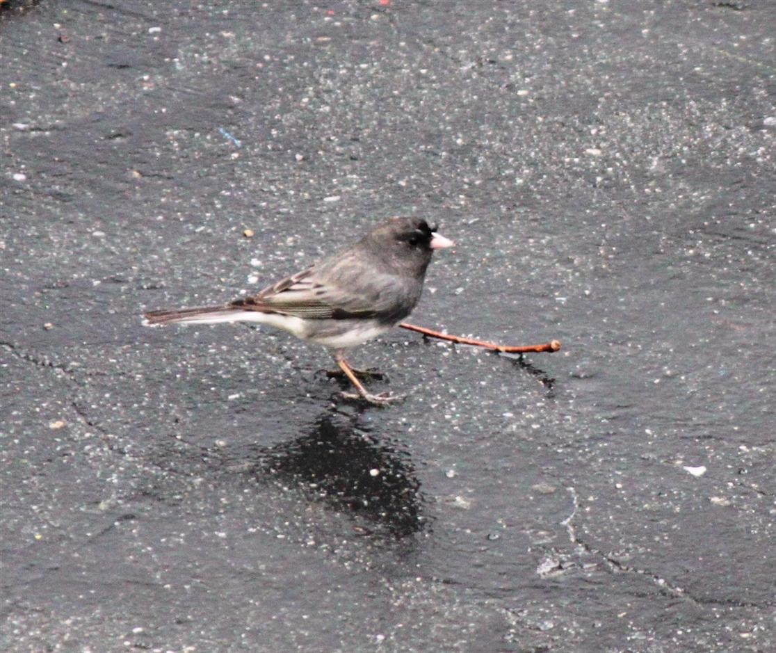 Junco Ojioscuro - ML149842391