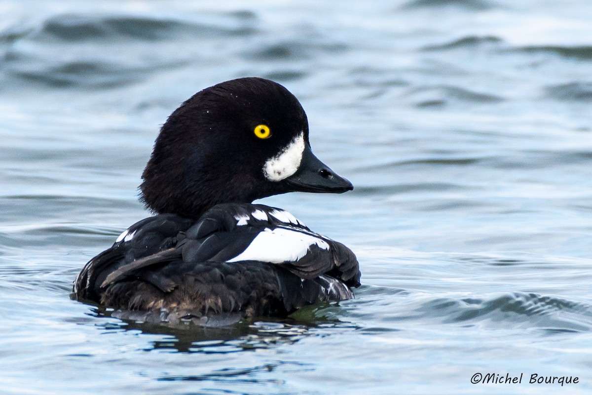 Barrow's Goldeneye - ML149842791