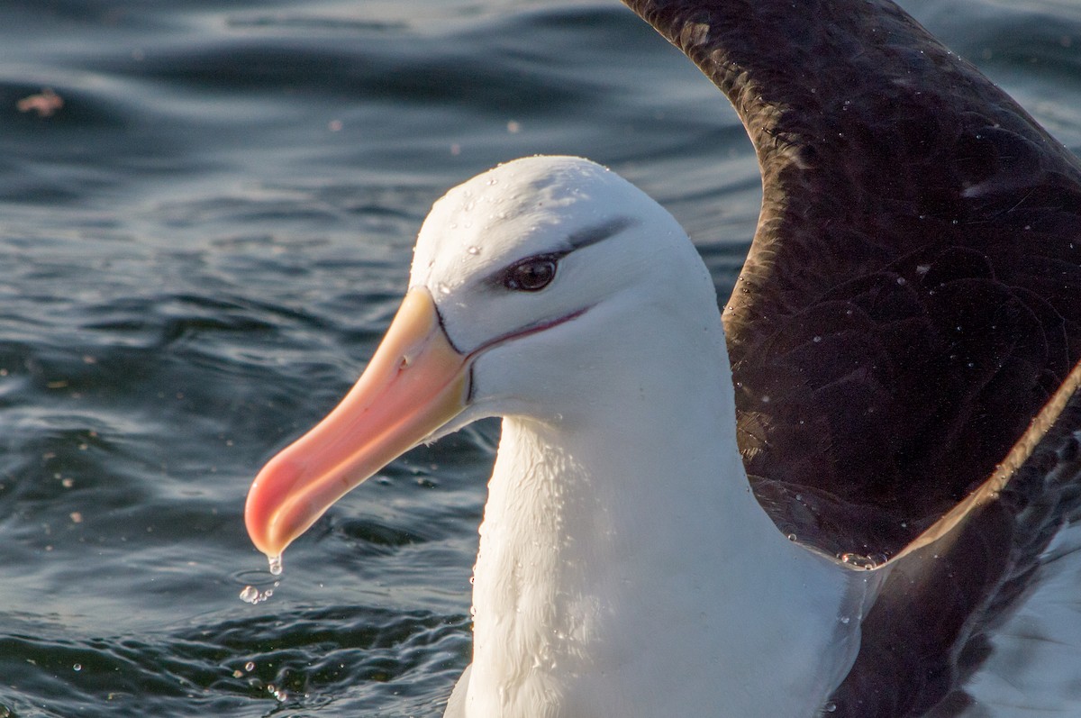 Albatros à sourcils noirs - ML149842861