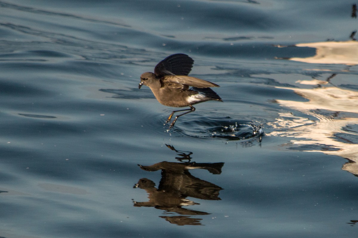 Wilson's Storm-Petrel - Benjamin Gallardo