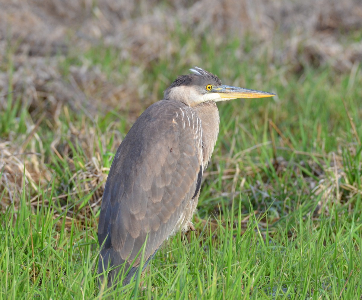 Great Blue Heron - ML149843431