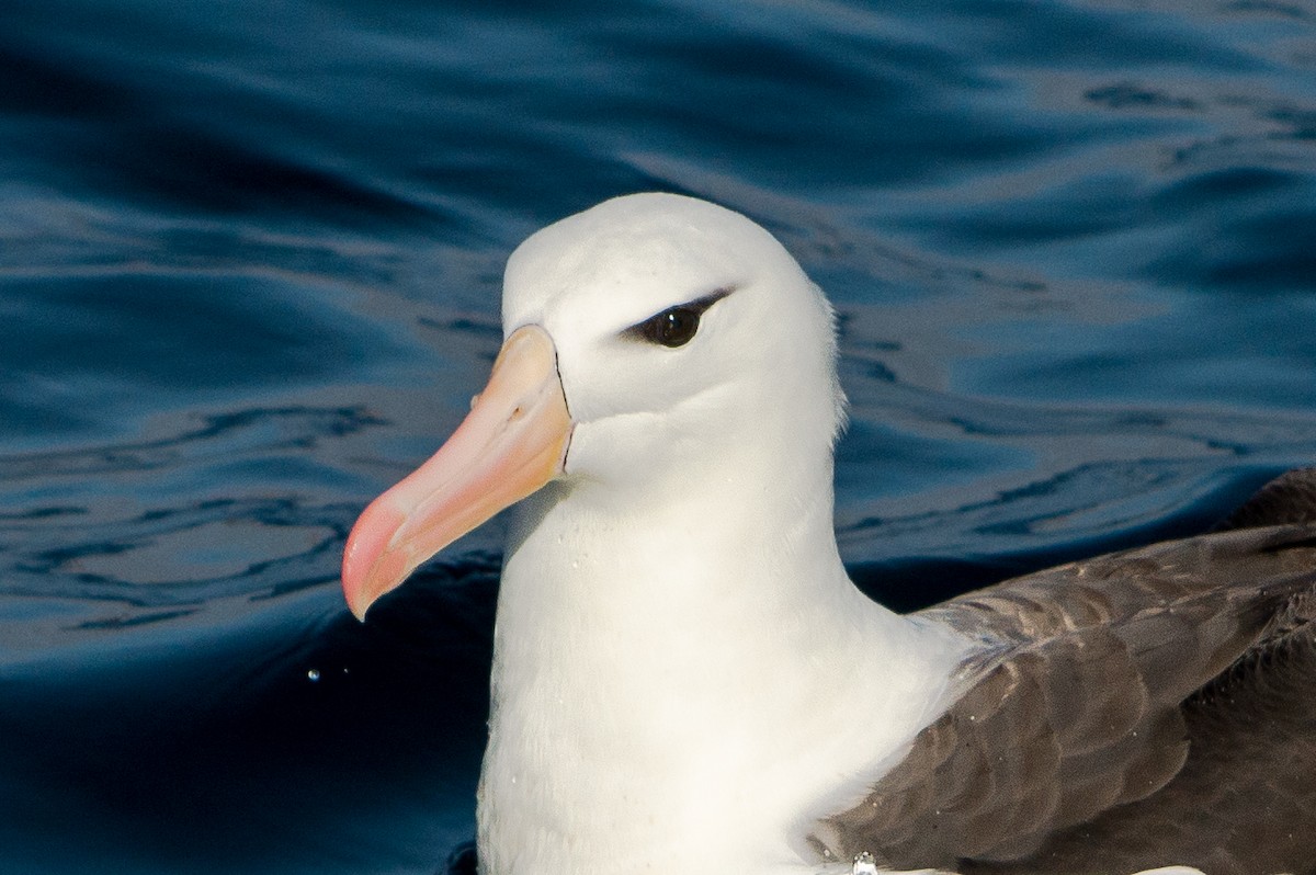 Black-browed Albatross - ML149843681