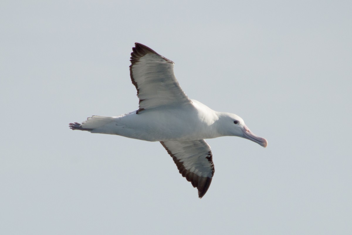 Southern Royal Albatross - ML149843781