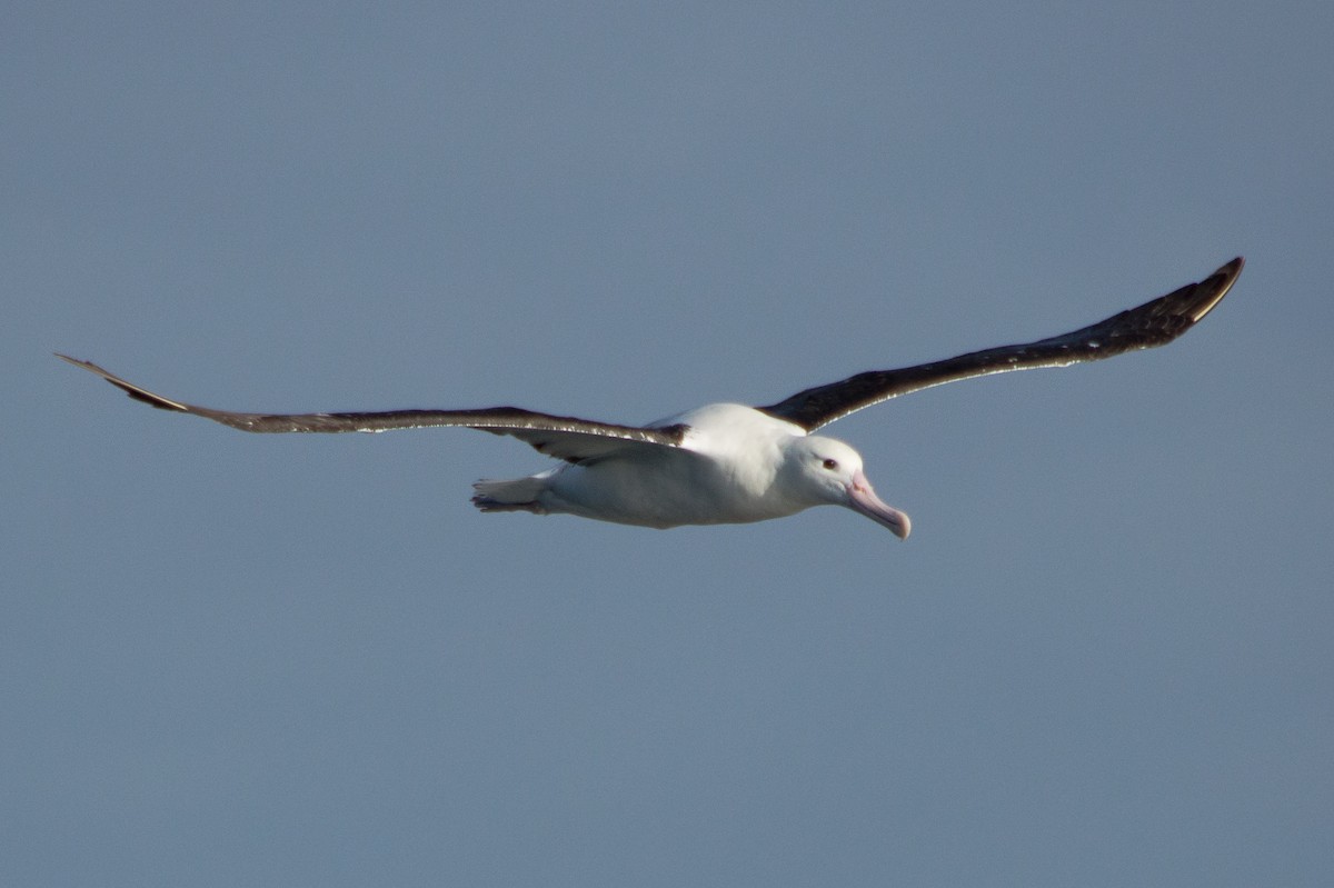 albatros Sanfordův - ML149843831