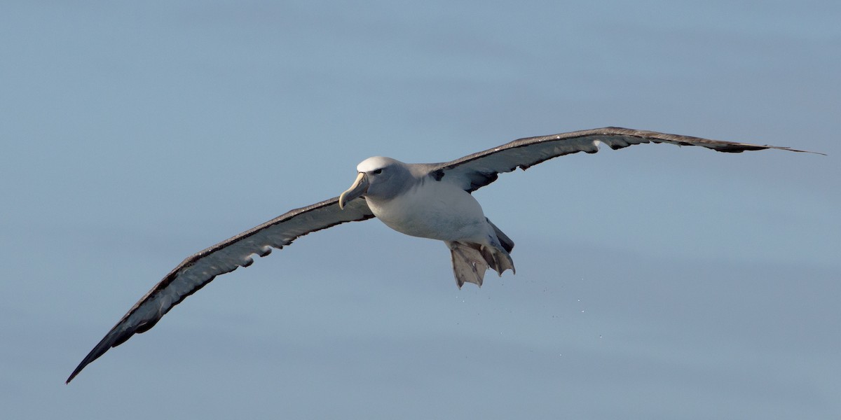 Albatros de Salvin - ML149843961